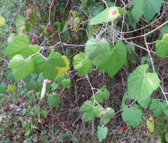 Vitis mustangensis