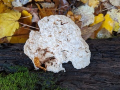 Amaropostia stiptica