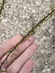 Vachellia constricta