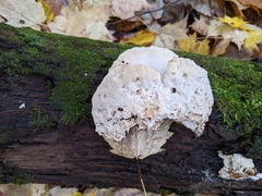 Amaropostia stiptica