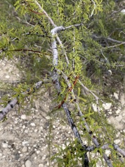 Vachellia constricta