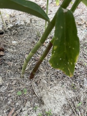 Costaceae