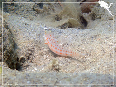 Valenciennea puellaris