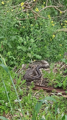 Tiger Snake sighting