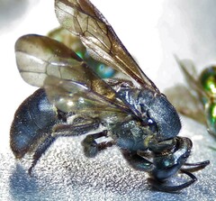 Neocorynura