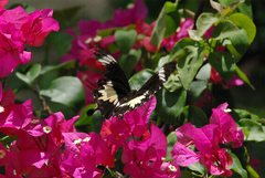 Papilio nephelus sunatus