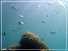 Abudefduf sexfasciatus