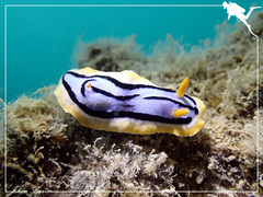 Chromodoris elisabethina