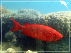 Priacanthus hamrur