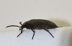 Penthe pimelia