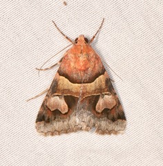 Drasteria pallescens