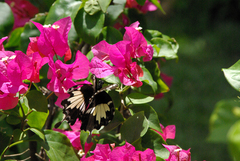 Papilio nephelus sunatus