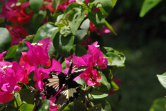 Papilio nephelus sunatus