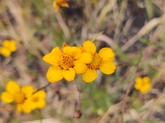 Dyssodia tagetiflora