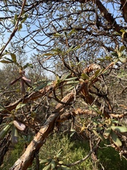 Polylepis