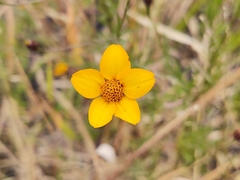 Dyssodia tagetiflora