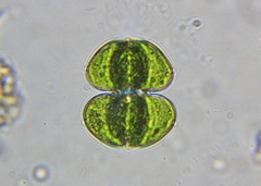 Desmidiaceae