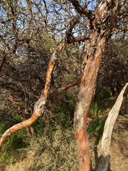 Polylepis