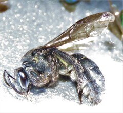 Neocorynura