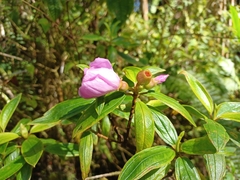 Melastoma