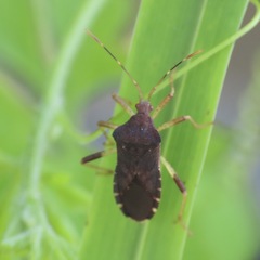 Anasa scorbutica