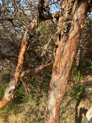 Polylepis