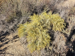 Ericameria paniculata