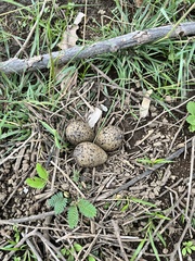 Vanellus chilensis