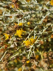 Ericameria paniculata