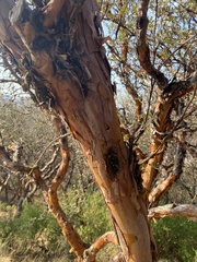 Polylepis