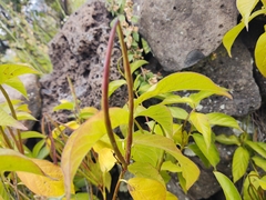 Mandevilla foliosa