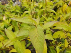 Mandevilla foliosa