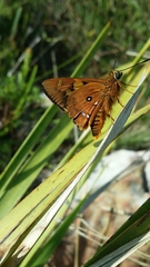 Trapezites symmomus