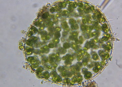 Eremosphaera viridis