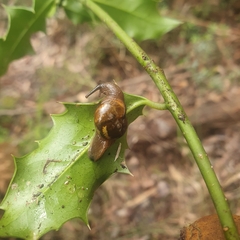 Helicarion cuvieri