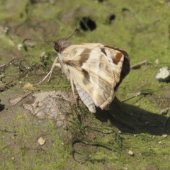 Heliopetes laviana