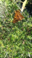 Trapezites symmomus