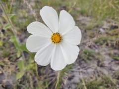 Cosmos diversifolius