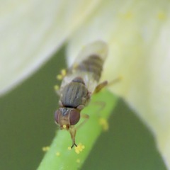 Chloropidae