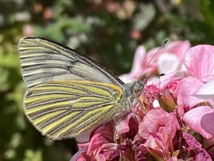 Tatochila