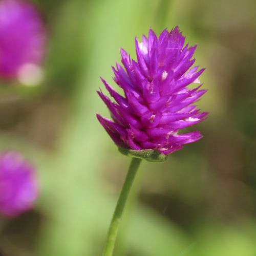 Gomphrena globosa