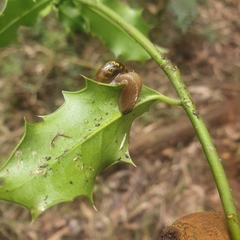 Helicarion cuvieri
