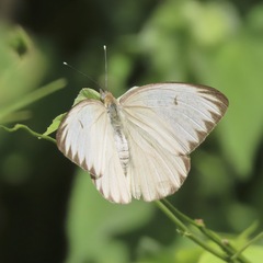 Ascia monuste monuste