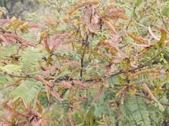 Mimosa aculeaticarpa