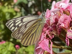 Tatochila