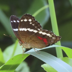 Anartia fatima colima