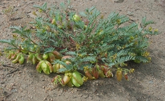 Astragalus douglasii douglasii