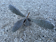 Psorothamnus spinosus