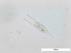 Amphorellopsis