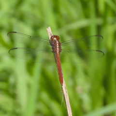Orthemis discolor